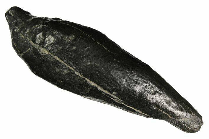 Fossil Sperm Whale (Scaldicetus) Tooth - South Carolina #176148